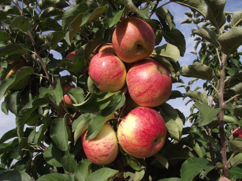 apple tree columnar ostankino