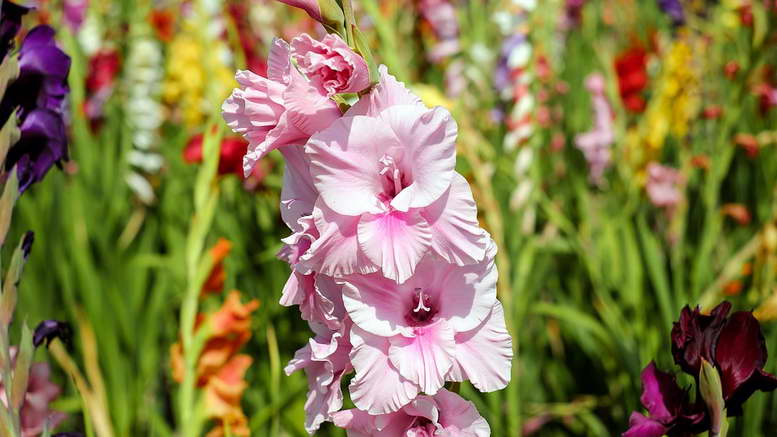 hermosa flor