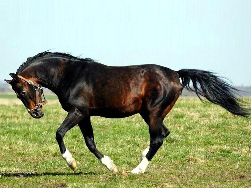 Trakehner horse breed