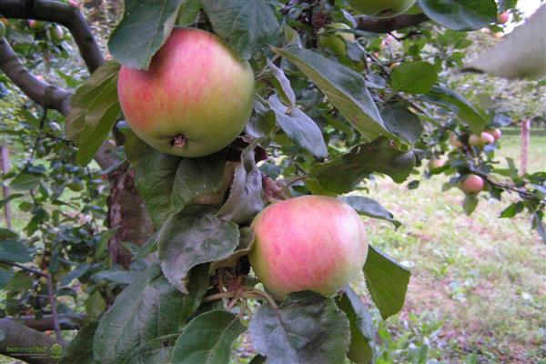 apple tree sun