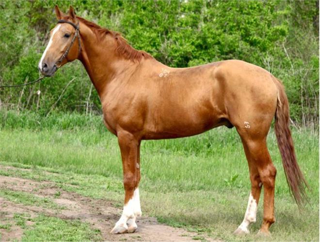 Don horse breed