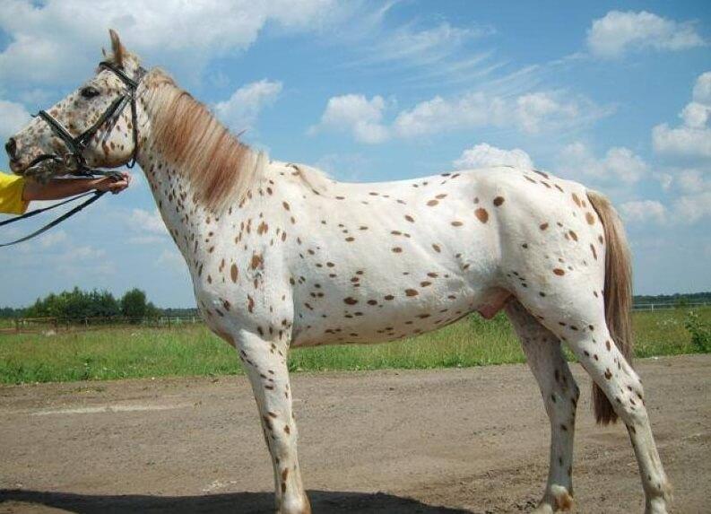 Altai horse breed