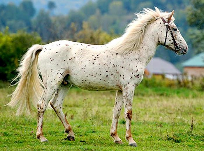 Altai horse breed