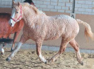 Descripción de razas de caballos raras e inusuales, las especies más bellas y extintas