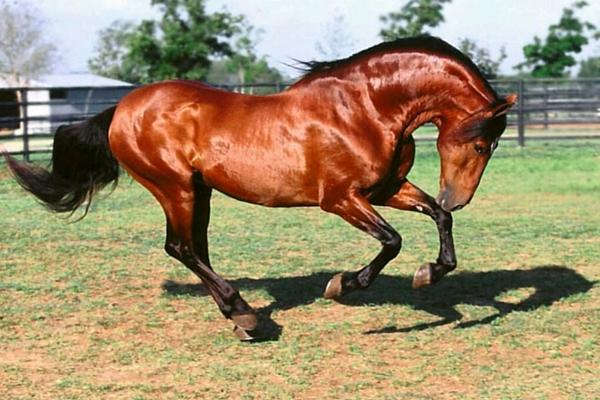 Andalusian horse