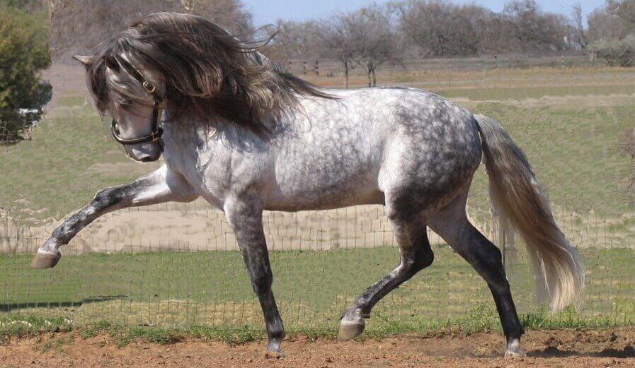 Andalusian horse