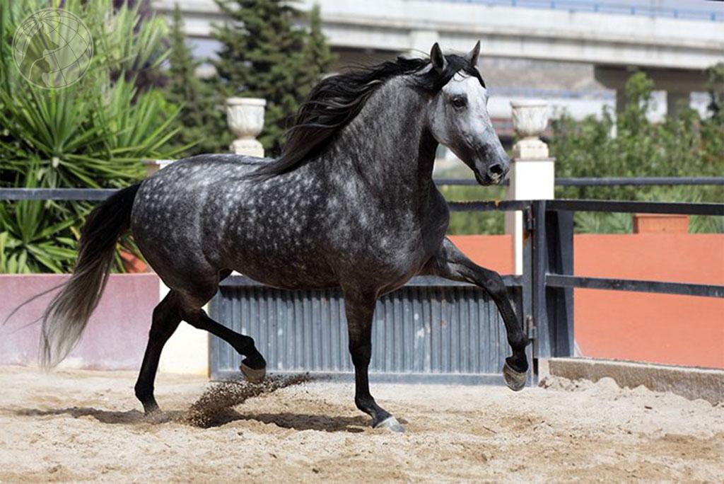 un beau cheval