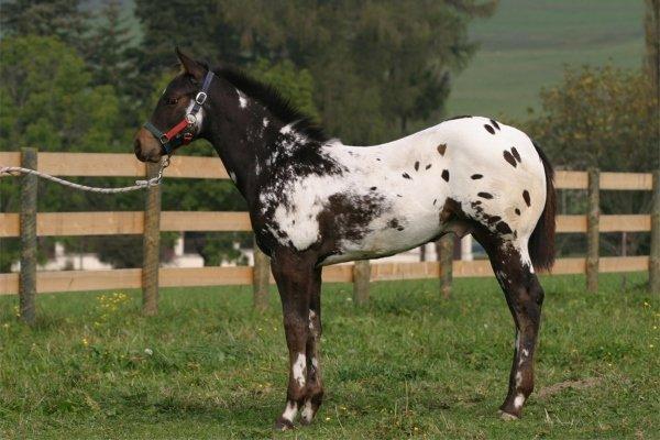 appaloosa kůň