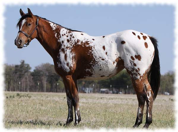 caballo appaloosa