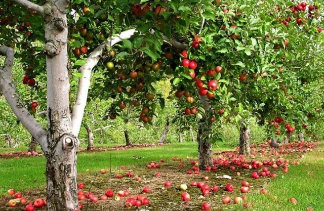 apple puno ng pasko