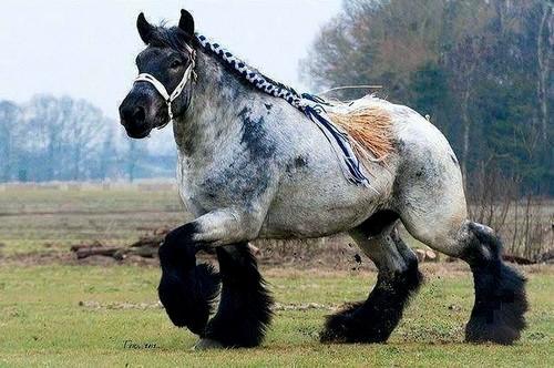 Ardennes horse