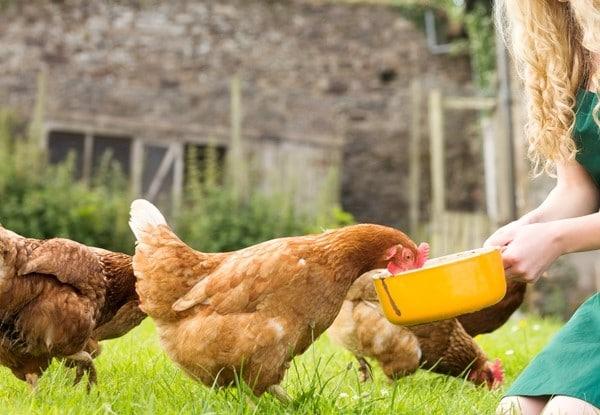 chicken feeding