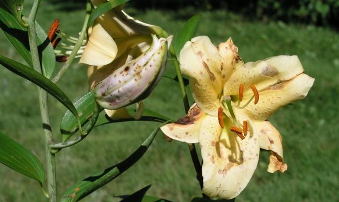 enfermedad del lirio Fusarium