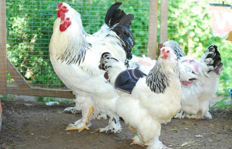 poulets moelleux brahma