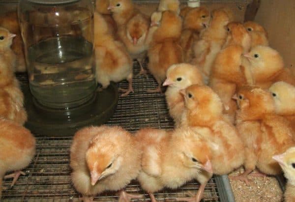 chicken breeding