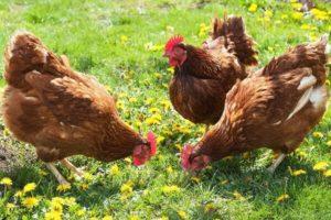 Description and characteristics of chickens of the Brown Nick breed, features of the content