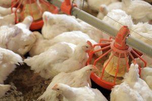 How to feed broilers at home for fast growth