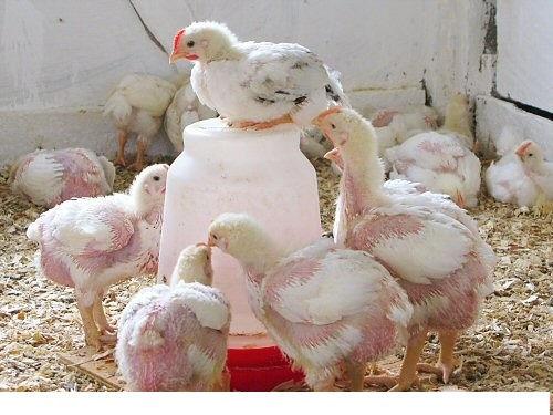 broiler feeding