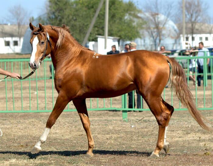 caballo budenovskaya