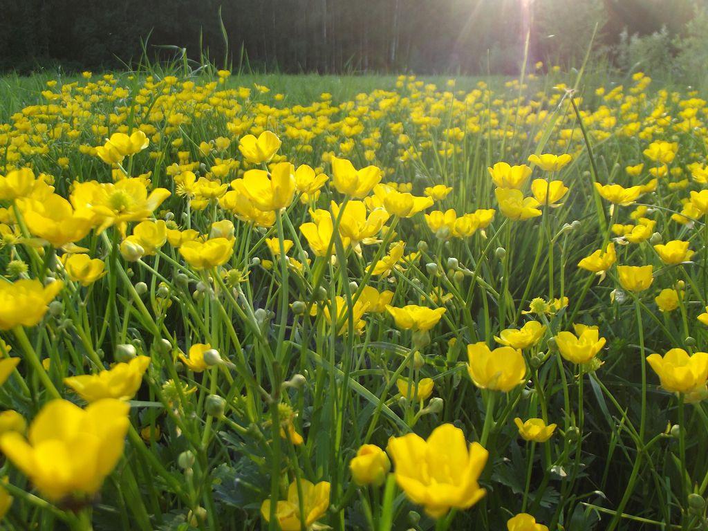 buttercups kebun Sayan