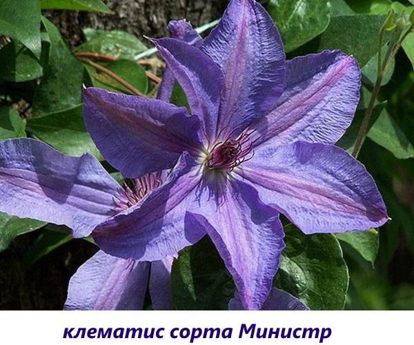 clematis ministr