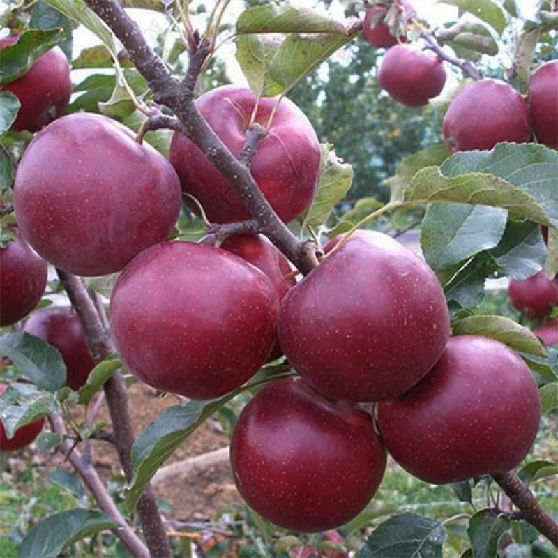 apple florina