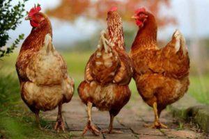 Description and characteristics of sasso chickens, rules and features of the content