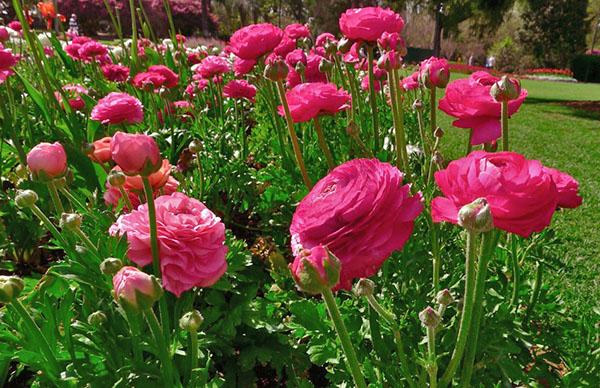 buttercups kebun