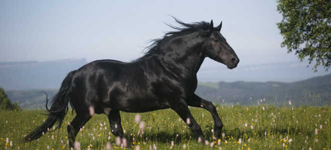 Race de chevaux Karachai