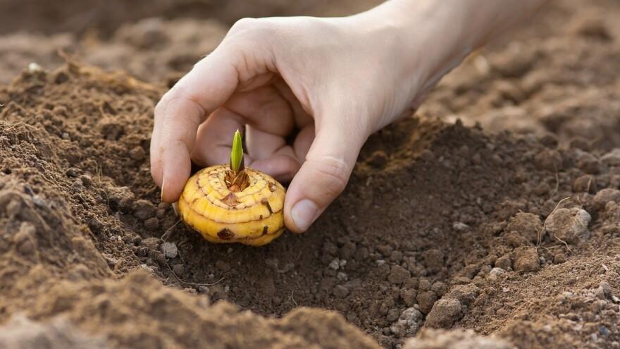 planting flowers