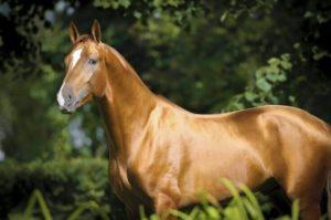 Description et caractéristiques de la race de cheval Don, caractéristiques du contenu