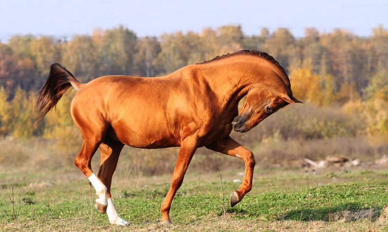 Don horse breed