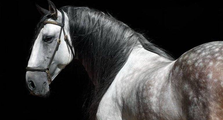 Andalusian horse