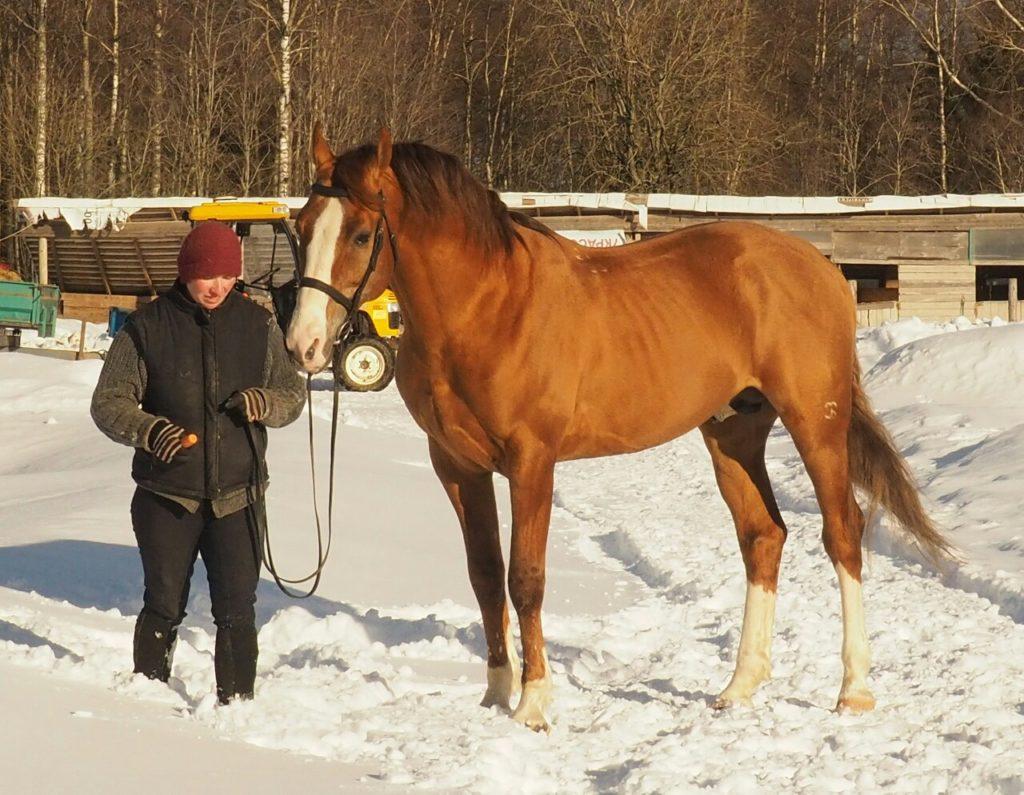 Budyonnovskaya breed of horses