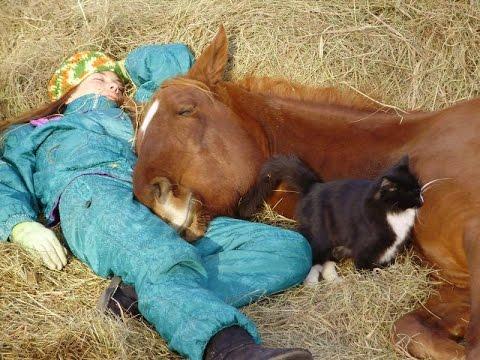 el caballo esta durmiendo