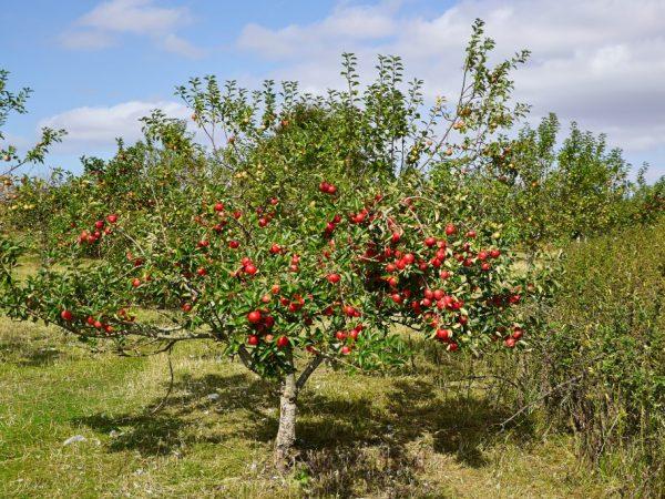 imant de manzana