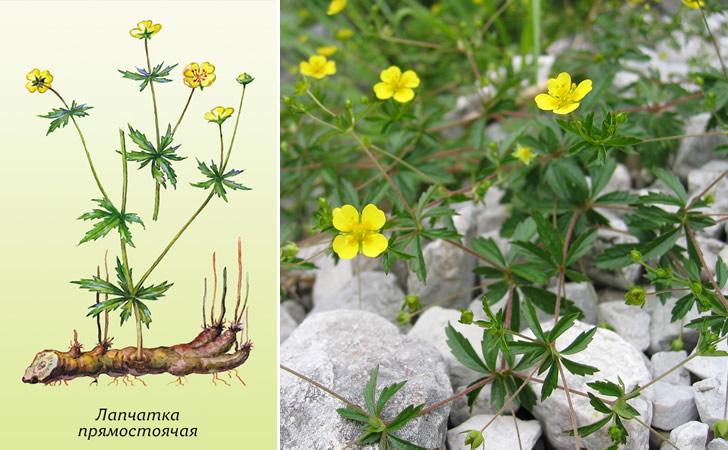 oprejst cinquefoil