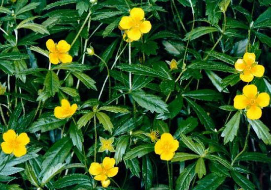 oprejst cinquefoil