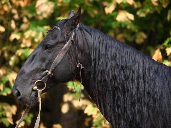 Race de chevaux Karachai