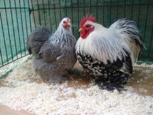 Description and characteristics of the breed of chickens dwarf Cochinchins, rules of maintenance