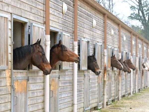 horse stable