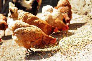 The best composition and proportions of mixed feed for chickens, cooking at home