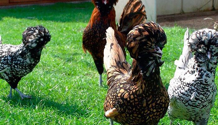 poulets de Padoue