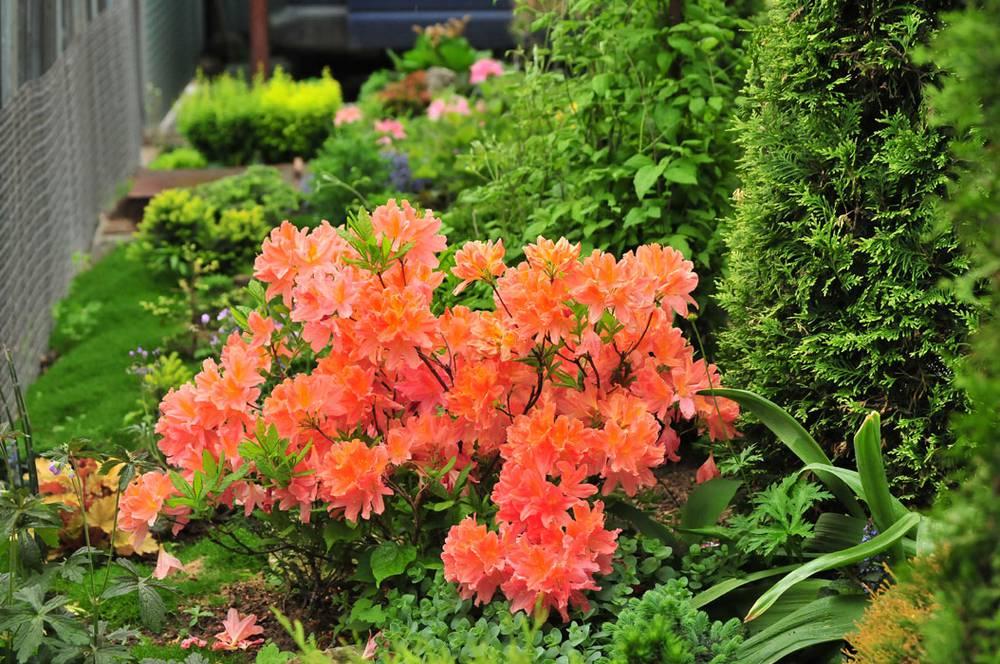 rhododendrons japonais