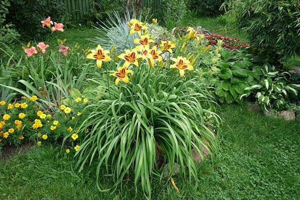 flores de azucenas