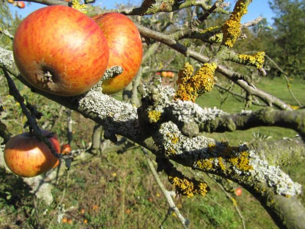 lichen on apple tree