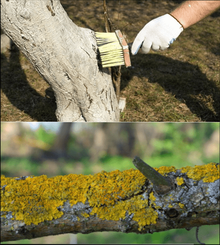 Whitewashing wood