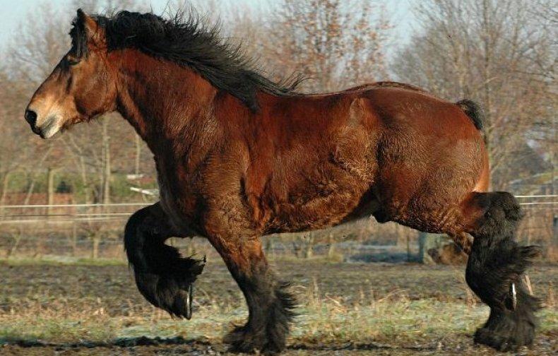 Cheval des Ardennes