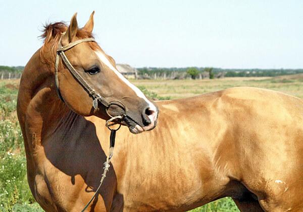 riding horse Donskaya