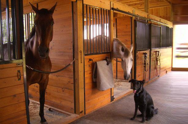 horses in the stable